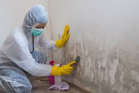 Professional Mold Inspection in New Haven, WV